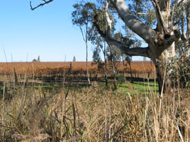Bush and vineyard