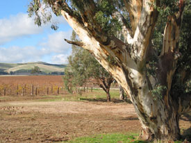 Tree and vineyard