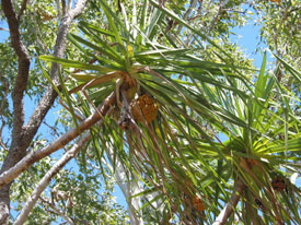 Palm with Fruit