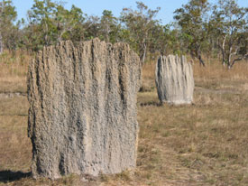 Magnetic Termite Mounds Close